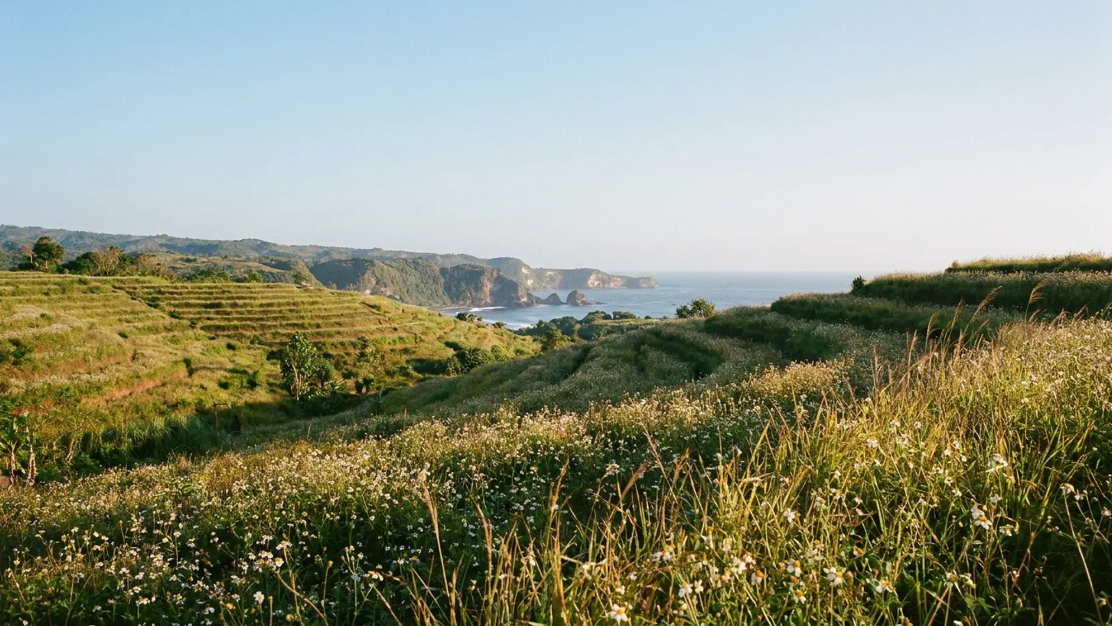 Coastal landscape with wild flowers and distant ocean